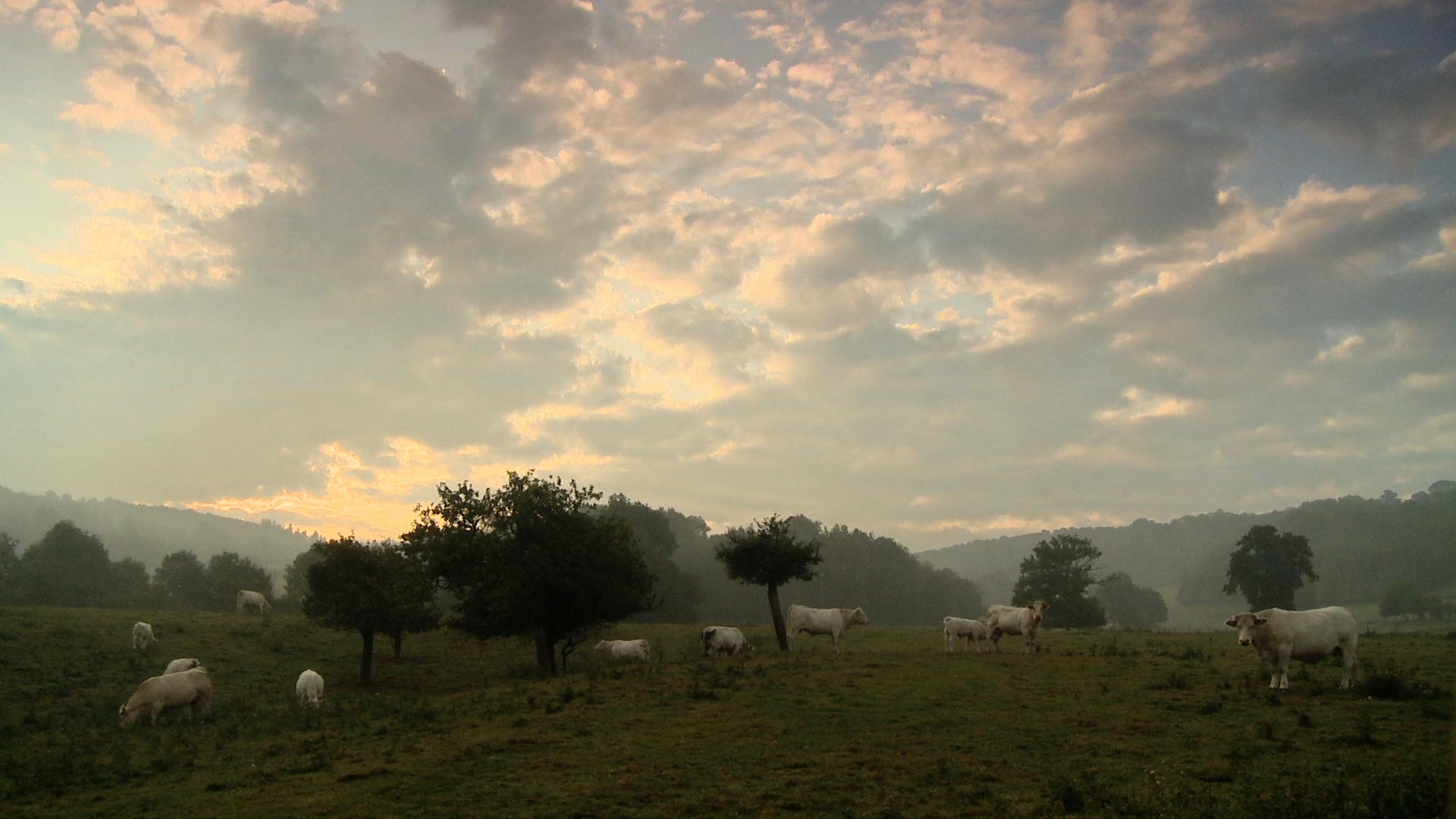 Bovines, ou la vraie vie des vaches