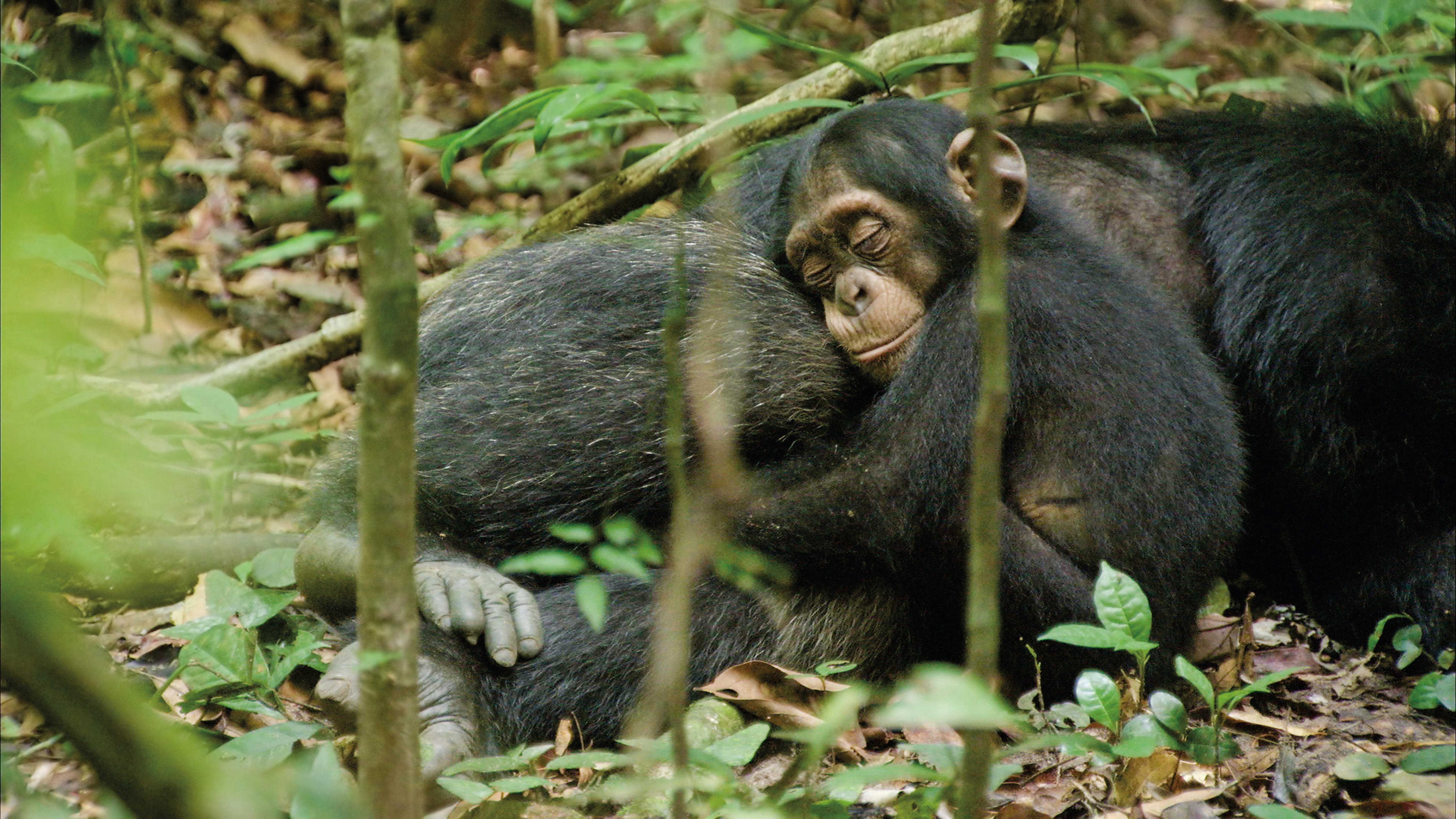 Chimpanzés