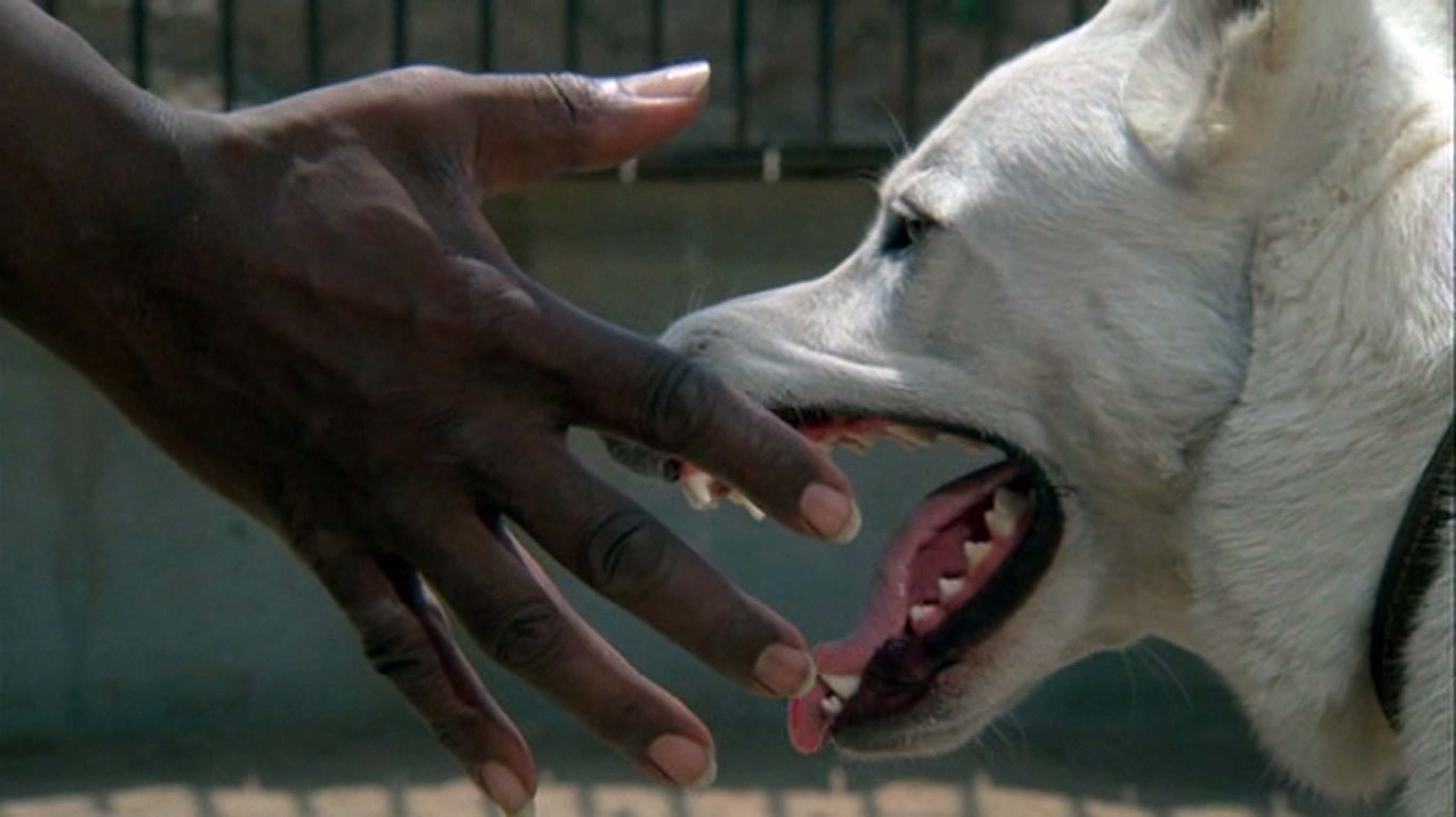 White Dog — Dressé pour tuer
