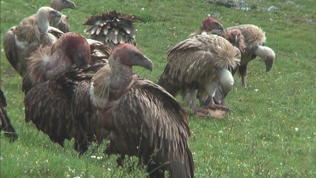 Le Rappel des oiseaux