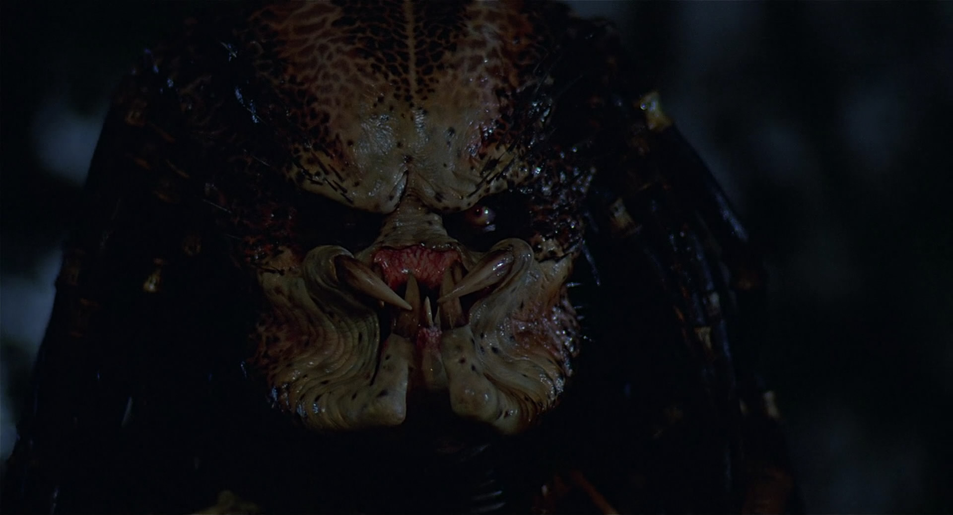 Predator