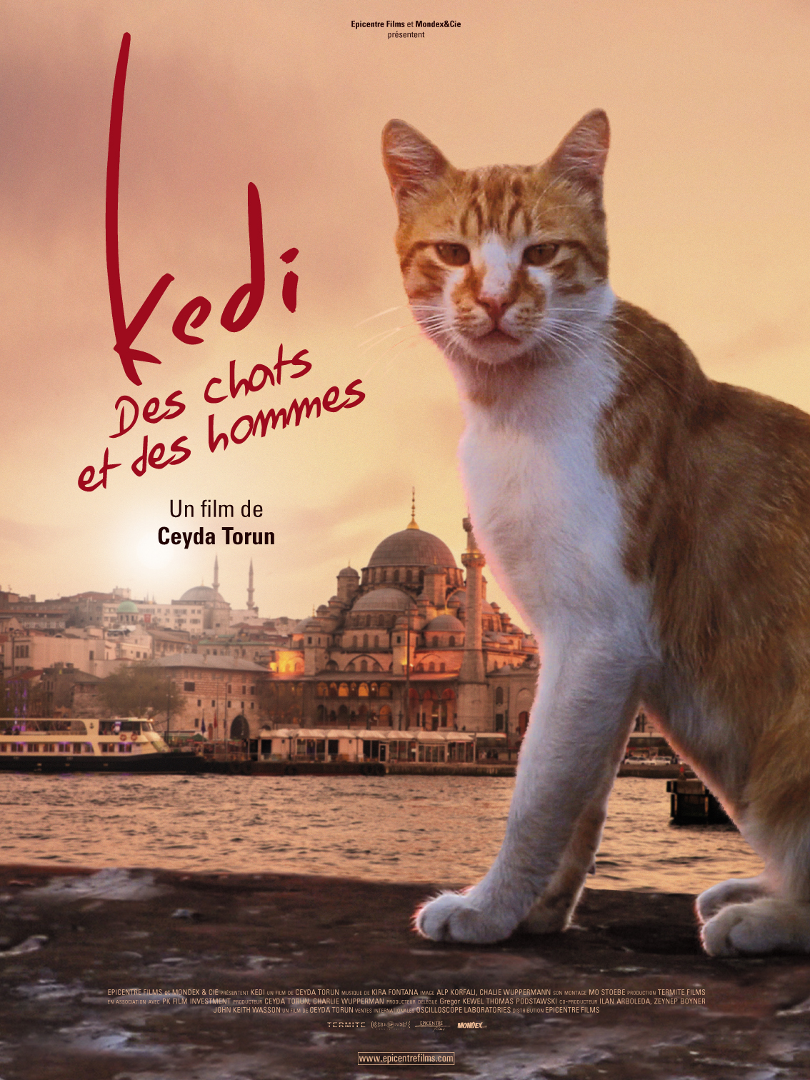 Kedi — Des chats et des hommes