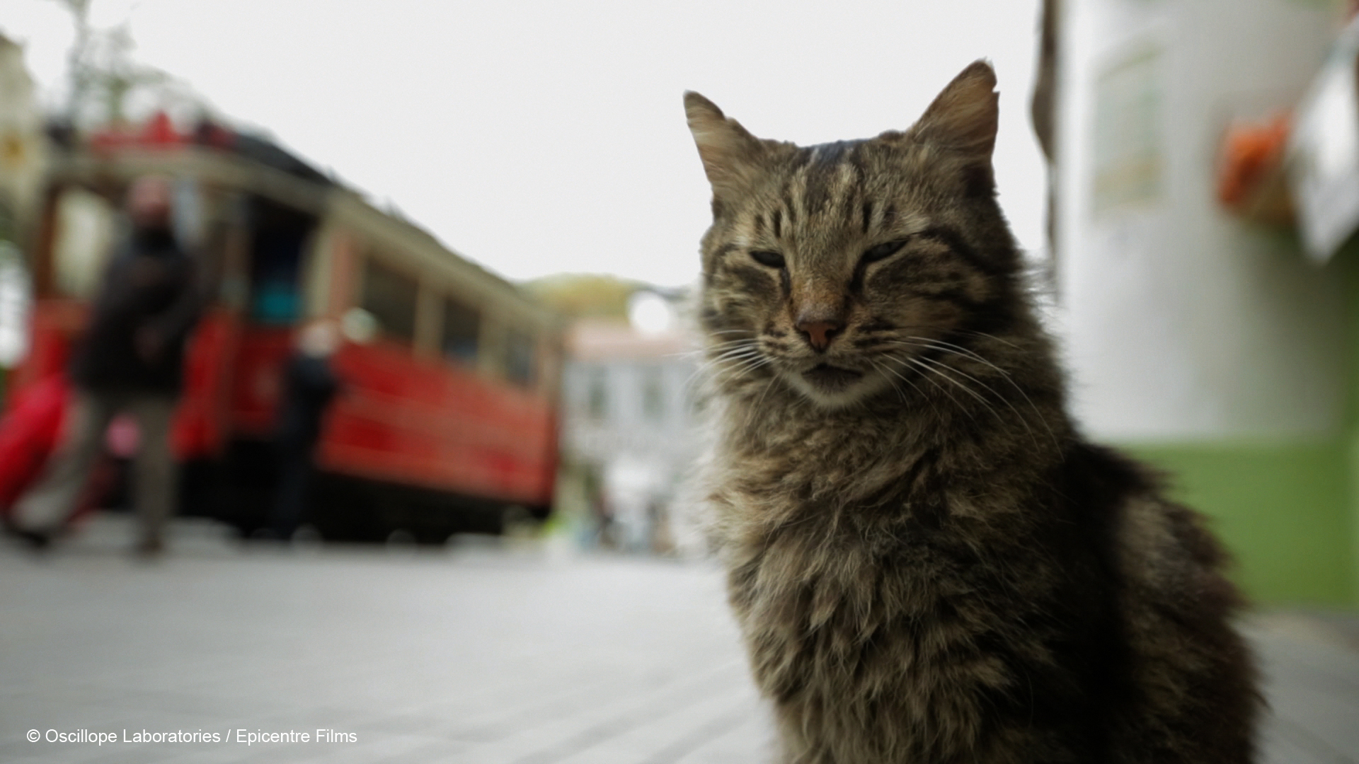 Kedi — Des chats et des hommes