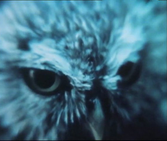 Projection de «&nbsp;L’Héritage de la chouette&nbsp;» de Chris Marker