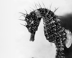 Exposition «&nbsp;Jean Painlevé – Les pieds dans l’eau&nbsp;»
