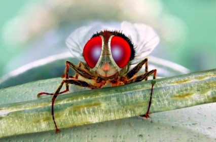 Eega, la mouche vengeresse