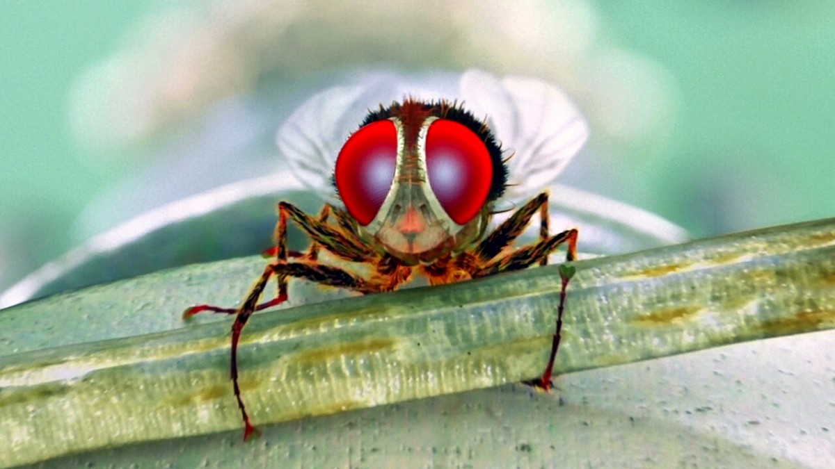 Eega, la mouche vengeresse